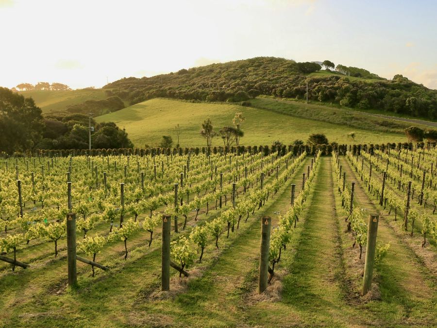Vine rows in golden light